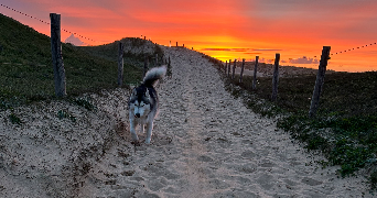 alexandra pet sitter à BRETIGNOLLES SUR MER 85470_10