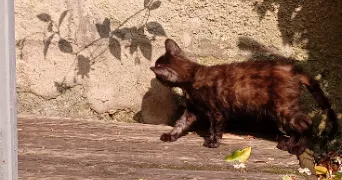 ninon pet sitter à ARVEYRES 33500