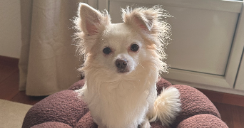 emilie pet sitter à VILLECRESNES 94440_1