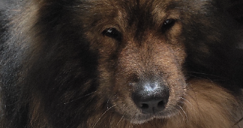 anais pet sitter à ST CHRISTOL LEZ ALES 30380_6