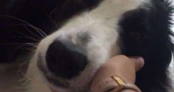 alison pet sitter à ST CYR 07430_2