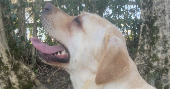 marine pet sitter à Flers 61100_2