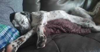 claire pet sitter à FONTENAY AUX ROSES 92260_1