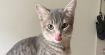 mathilde pet sitter à BISCARROSSE 40600_3