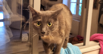pauline pet sitter à ST SEBASTIEN SUR LOIRE 44230_2