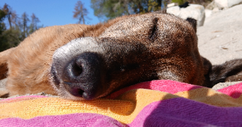 elisa pet sitter à AIX EN PROVENCE 13100_4
