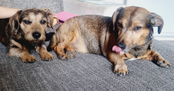 cyrielle pet sitter à SURESNES 92150_7