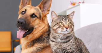 paul pet sitter à AUXERRE 89000_0