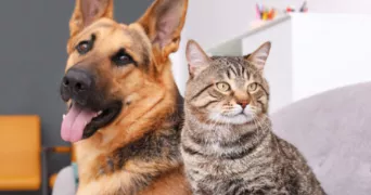paul pet sitter à AUXERRE 89000