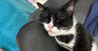 clemence pet sitter à FRESNES 94260_4