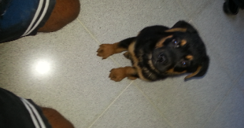 victor pet sitter à COURBEVOIE 92400_3