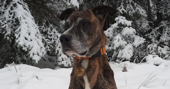 chloe pet sitter à MOLLES 03300_7