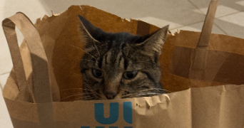 anna pet sitter à NICE 06000_9