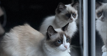 léna pet sitter à LANNILIS 29870_1