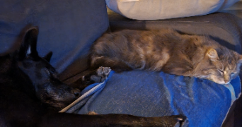 pascaline pet sitter à GRANE 26400_3
