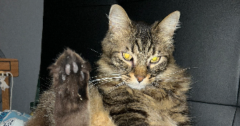 sabrina pet sitter à LIMOGES 87100_3