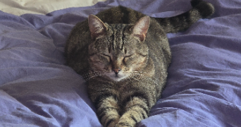 anna pet sitter à ROQUEBRUNE CAP MARTIN 06190_4