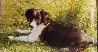 hélène pet sitter à LUDRES 54710_6