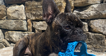clara pet sitter à PAU 64000_1