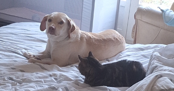 camille pet sitter à Devay 58300_1