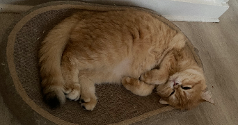 yifan pet sitter à LE PERREUX SUR MARNE 94170_5