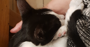 camille pet sitter à HODENC L EVEQUE 60430_1
