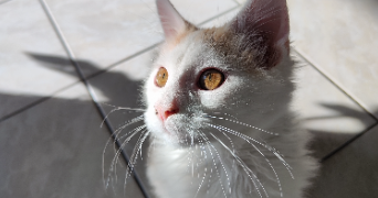amandine pet sitter à NOYAL SUR VILAINE 35530_1