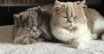 luisa pet sitter à MARCQ EN BAROEUL 59700_1