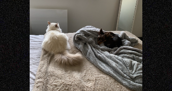 célia pet sitter à HAGUENAU 67500_7