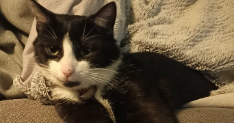 mathieu cat sitter à PONTOISE 95300_5