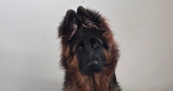 chloé  pet sitter à CHEMILLE EN ANJOU 49120_4