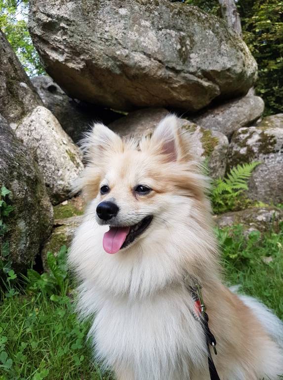 chloé pet sitter à ARGENTON SUR CREUSE 36200_1