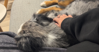 leslie pet sitter à VETRAZ MONTHOUX 74100_1