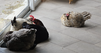 lena pet sitter à PORNIC 44210_3
