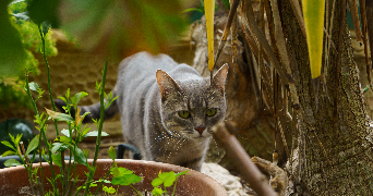 anabel cat sitter à PARIS 07 75007_1