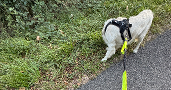 manon pet sitter à ST FLOVIER 37600_1