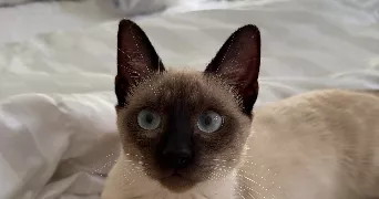 lucie pet sitter à LA TRINITE 06340