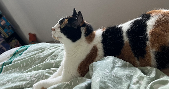 elina pet sitter à BREST 29200_1