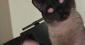 justine pet sitter à PARIS 18 75018_3