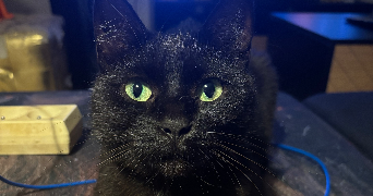 marion pet sitter à POUILLE 85570_4