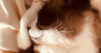 marie pet sitter à MERIGNAC 33700_2