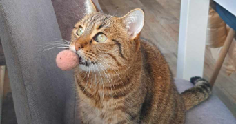 mélanie pet sitter à LES PENNES MIRABEAU 13170_1