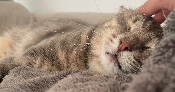 cassilia pet sitter à MAUGUIO 34130_1