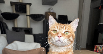 lyna pet sitter à ANNEMASSE 74100_3