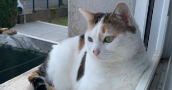 chloe pet sitter à SEREMANGE ERZANGE 57290_2
