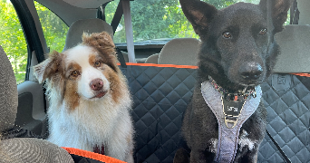 line pet sitter à GIF SUR YVETTE 91190_7