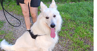 sophie pet sitter à ROMAGNE 35133_1