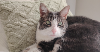 elsa pet sitter à LE HAVRE 76600_4