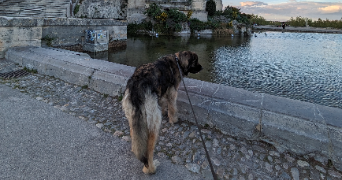 rosario pet sitter à MONTPELLIER 34080_2