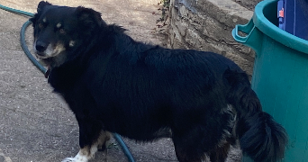 elise pet sitter à LILLERS 62190_5